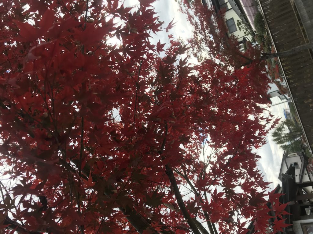 高柳です 千葉県松戸市の歯科医院|三国歯科医院